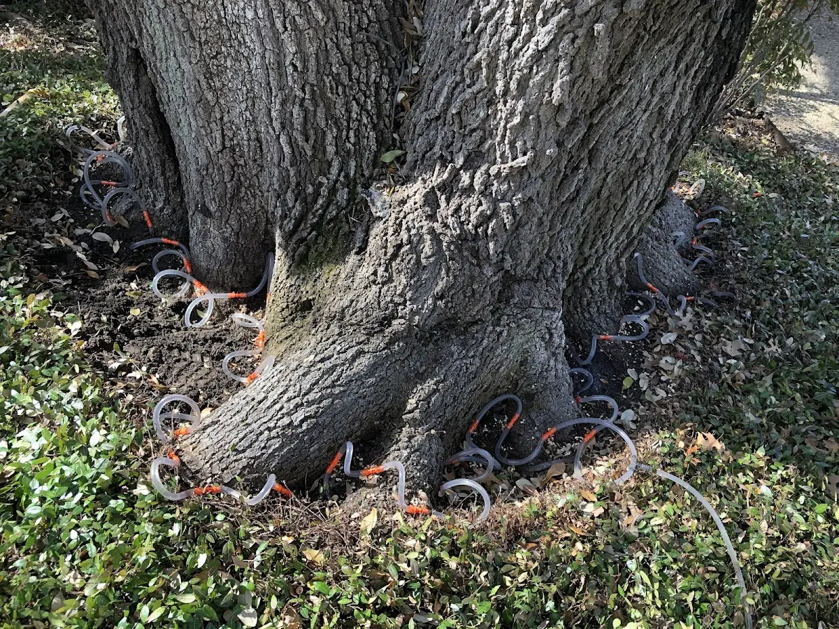 Detailed Shrub and Hedge Trimming job site in Forreston
