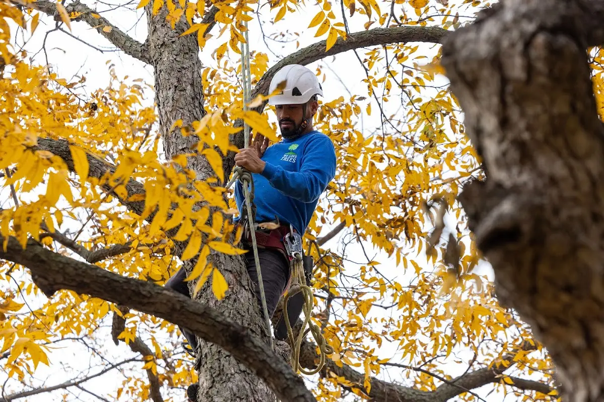 Skilled Tree Trimming crew working in Forreston